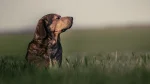 Westphalian Dachsbracke Dog photo