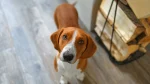 Westphalian Dachsbracke Dog photo