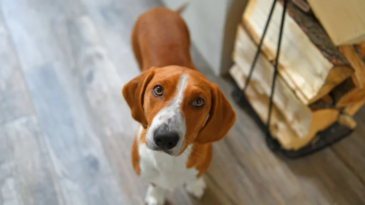 Westphalian Dachsbracke Dog photo