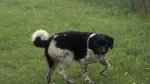 Wetterhoun Dog photo