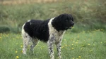 Wetterhoun Dog photo