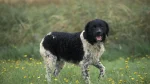 Wetterhoun Dog photo