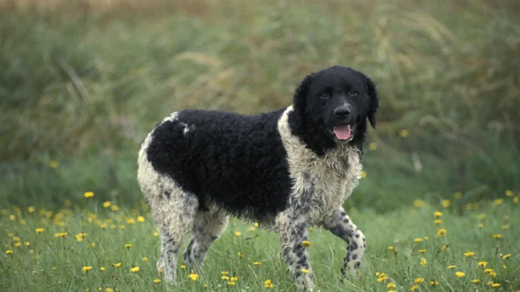 Wetterhoun Dog photo