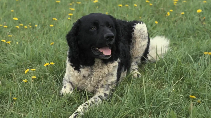 Wetterhoun Dog photo