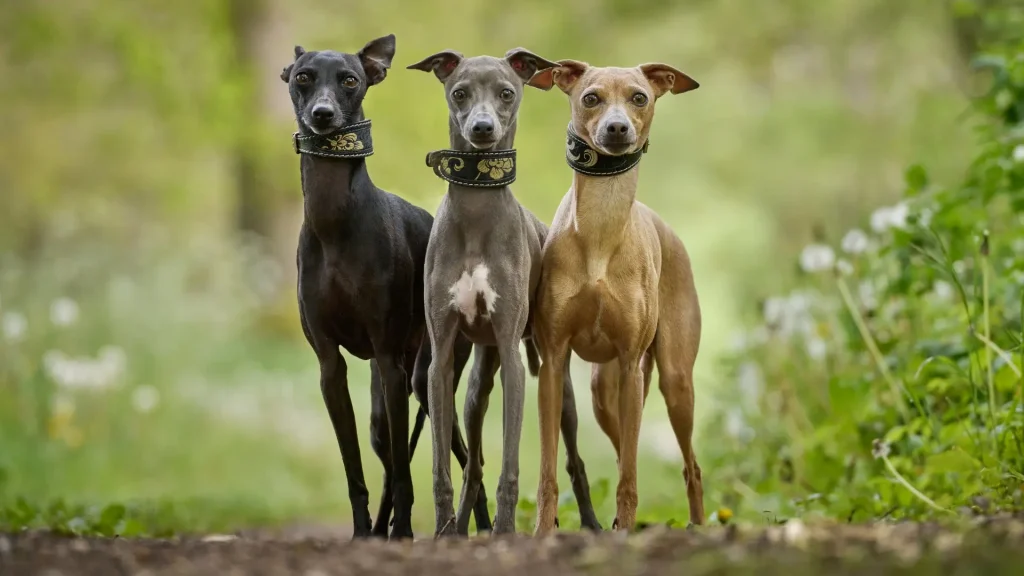 Whippet Dog photo