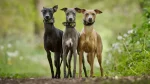 Whippet Dog photo