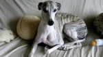 Whippet Dog photo