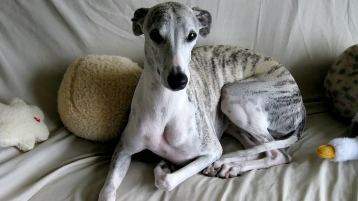 Whippet Dog photo
