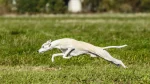 Whippet Dog photo