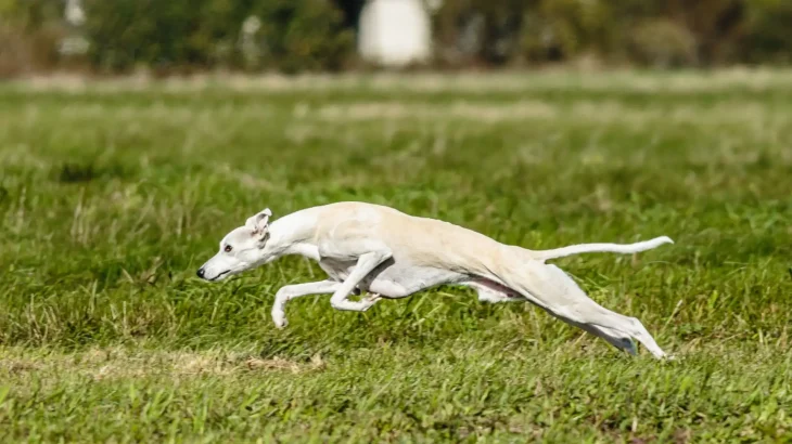 Whippet Dog photo