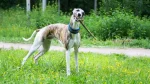 Whippet Dog photo