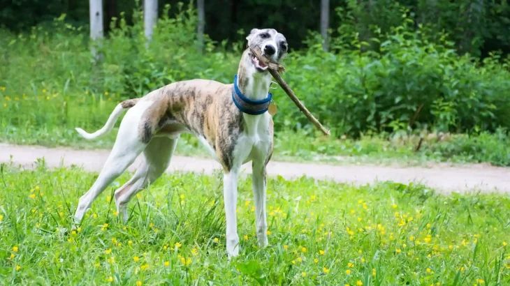 Whippet Dog photo
