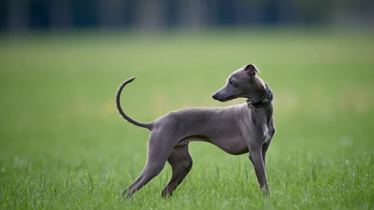 Whippet Dog photo