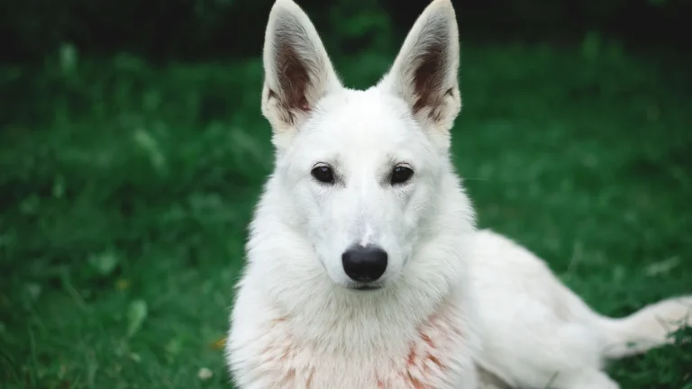 White German Shepherd Dog photo