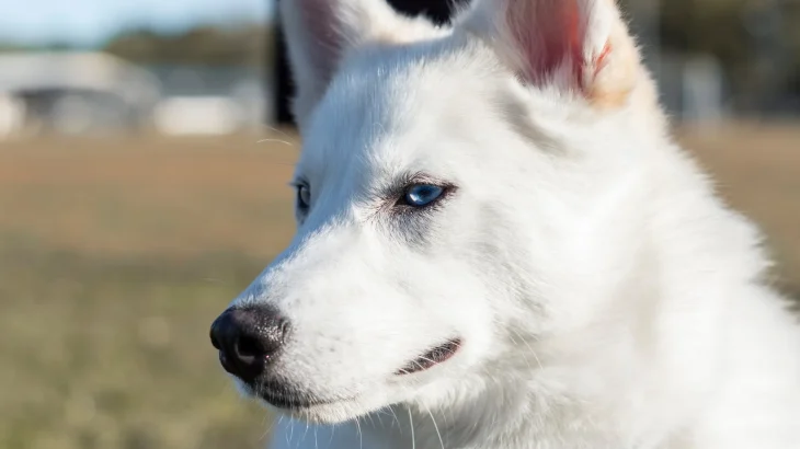 White German Shepherd Dog photo