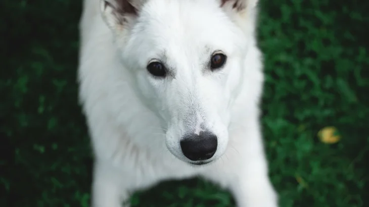 White German Shepherd Dog photo