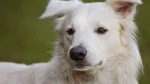 White German Shepherd Dog photo