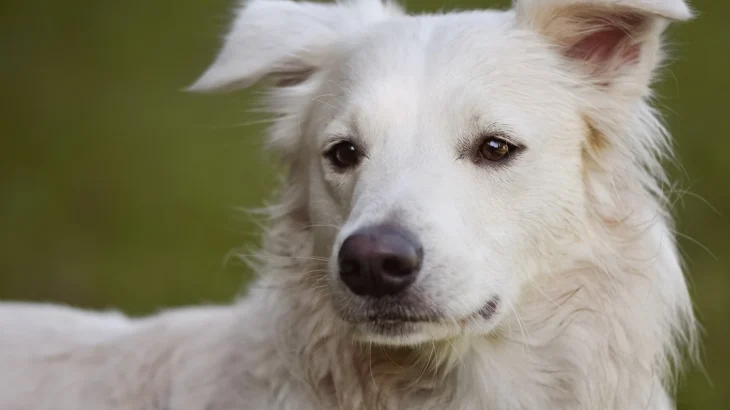 White German Shepherd Dog photo