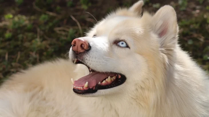 White German Shepherd Dog photo