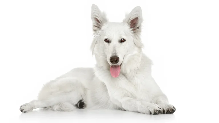 Pastore Svizzero Bianco Dog photo