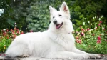 Pastore Svizzero Bianco Dog photo
