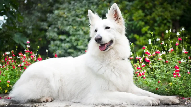 Pastore Svizzero Bianco Dog photo