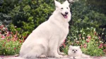 Pastore Svizzero Bianco Dog photo