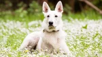 Pastore Svizzero Bianco Dog photo