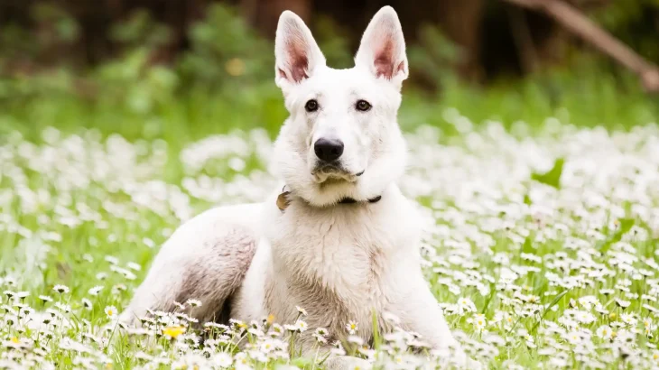 Pastore Svizzero Bianco Dog photo