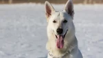 Pastore Svizzero Bianco Dog photo