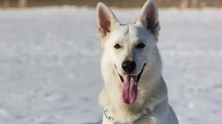 Pastore Svizzero Bianco Dog photo