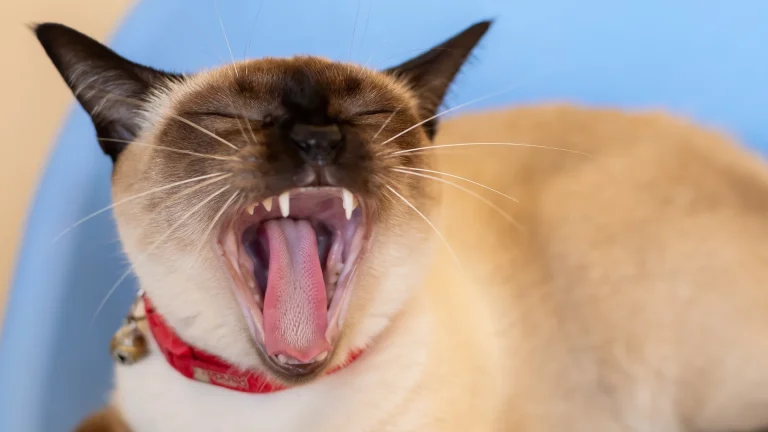 Wichien Maat Cat photo