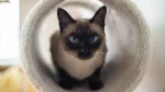 Wichien Maat Cat photo