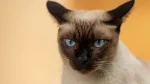 Wichien Maat Cat photo