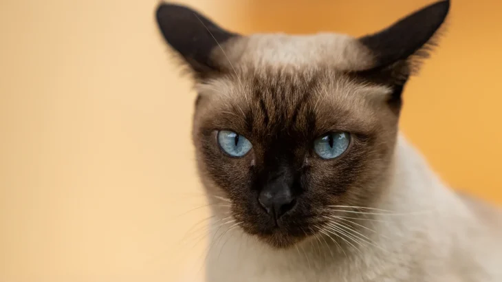 Wichien Maat Cat photo