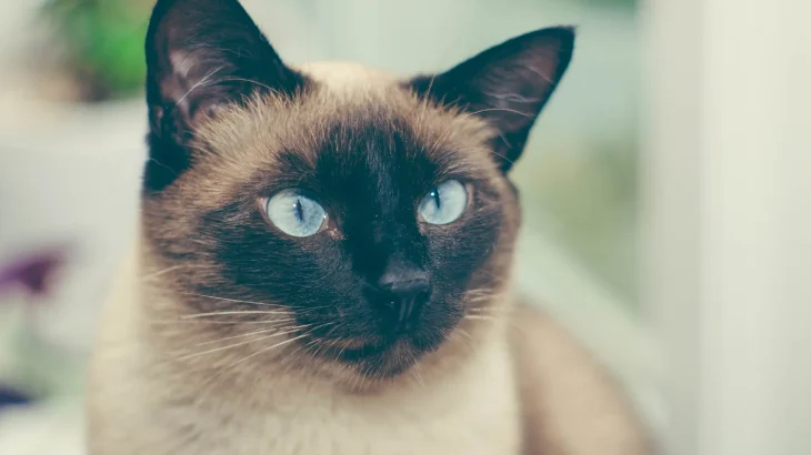 Wichien Maat Cat photo