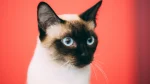 Wichien Maat Cat photo
