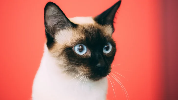 Wichien Maat Cat photo