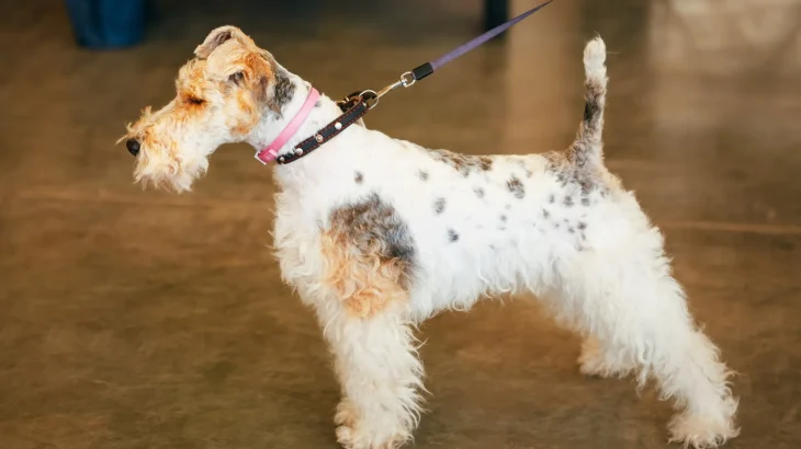 Wire Fox Terrier Dog photo