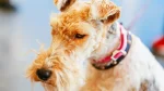 Wire Fox Terrier Dog photo