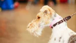 Wire Fox Terrier Dog photo