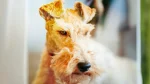 Wire Fox Terrier Dog photo