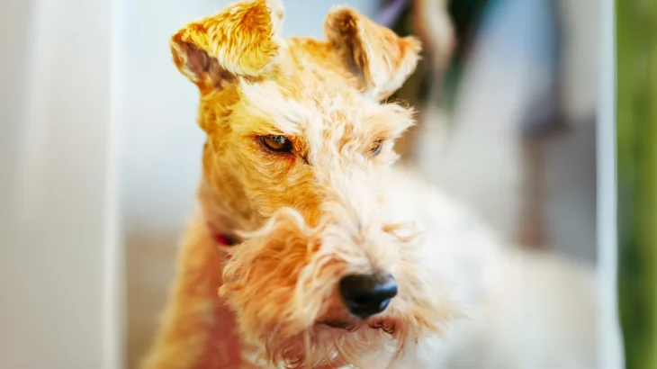 Wire Fox Terrier Dog photo