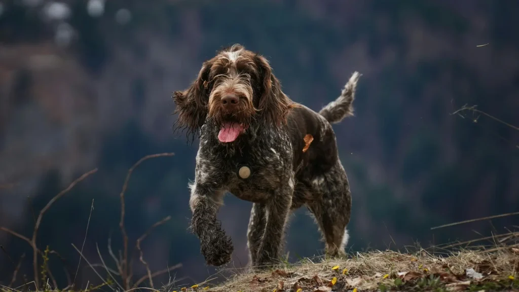 Wirehaired Pointing Griffon Dog photo
