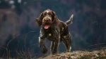 Wirehaired Pointing Griffon Dog photo