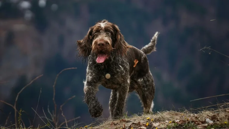 Wirehaired Pointing Griffon Dog photo