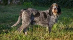 Wirehaired Pointing Griffon Dog photo