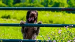 Wirehaired Pointing Griffon Dog photo