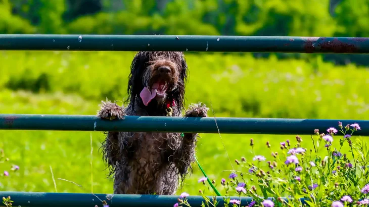 Wirehaired Pointing Griffon Dog photo