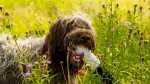 Wirehaired Pointing Griffon Dog photo